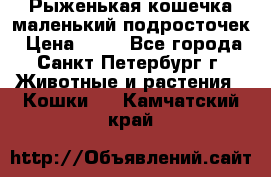 Рыженькая кошечка маленький подросточек › Цена ­ 10 - Все города, Санкт-Петербург г. Животные и растения » Кошки   . Камчатский край